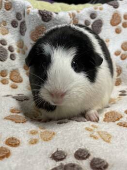 Rescue Guinea Pig Guinea Pigs for Adoption in Oakland, New Jersey - Wiggles | PetCurious